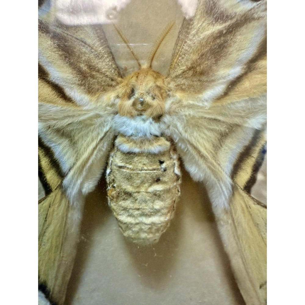 Vintage Framed Atlas Moth Attacus Atlas India Butterfly Man Laguna Beach - Picture 4 of 11